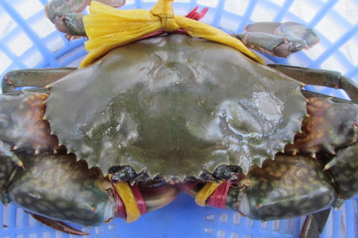 vietnamese mud crabs