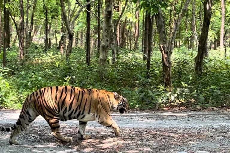 A Tiger on the Prowl