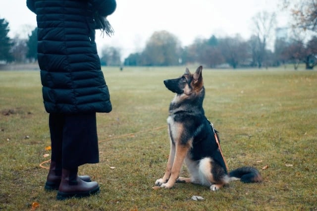 Hund sitzt aufmerksam vor seinem Halter, fokussiertes Training für Bindung und Gehorsam im Alltag