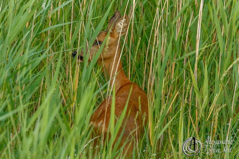 Aller à la page de photographies d'ATA de chevreuils libres et naturels : belles scènes de vie.