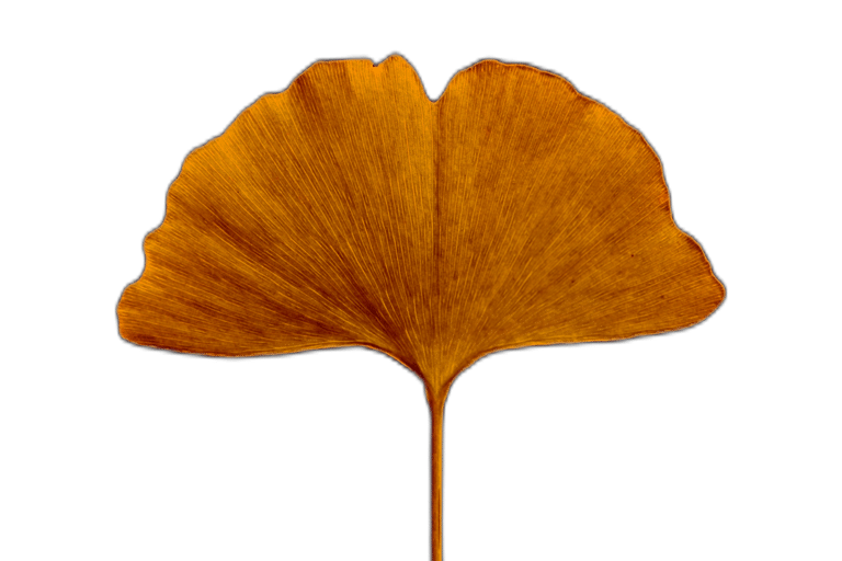 an orange ginko leaf