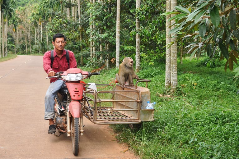 Sawi, Chumphon, dans les terres