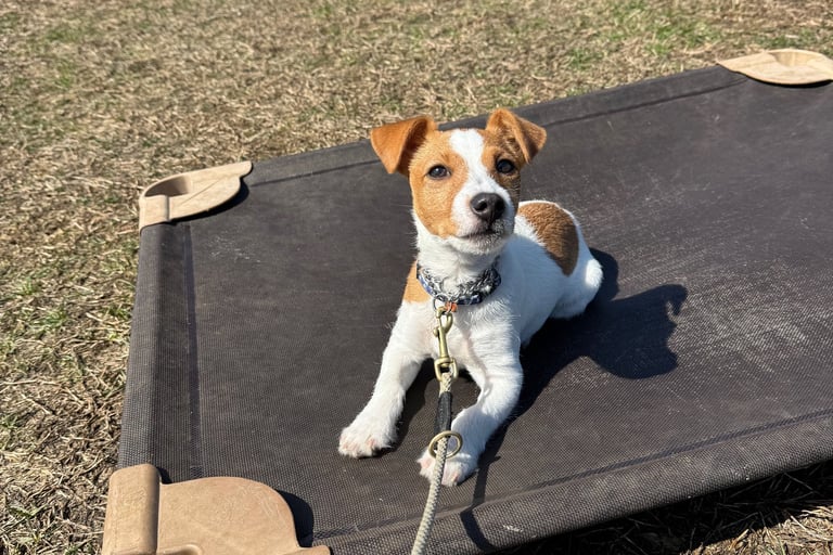 Young Jack Russell Terrier during place training in Tampa puppy obedience program.