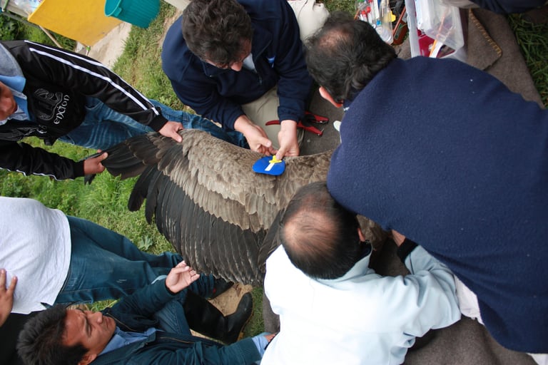 Orlando Feliciano colocando marca alar azul a cóndor andino, Cocuy, 2013