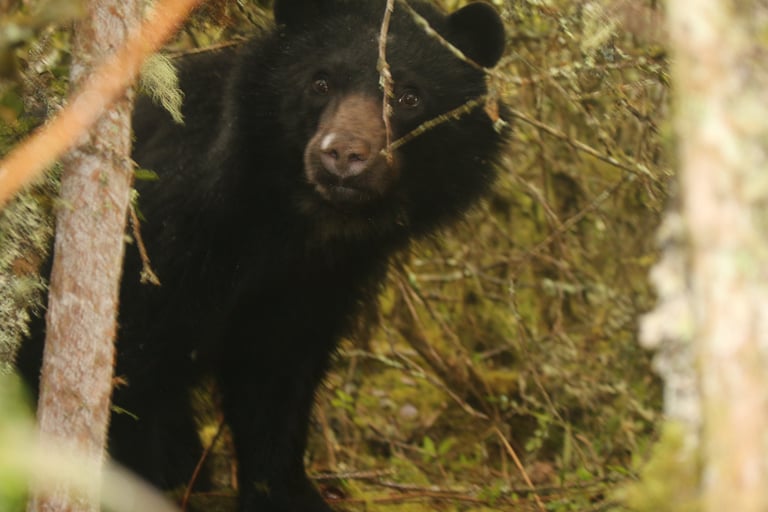 Andean bear (Tremarctos Ornatus) peeking through trees, El Paramo Nature Reserve.