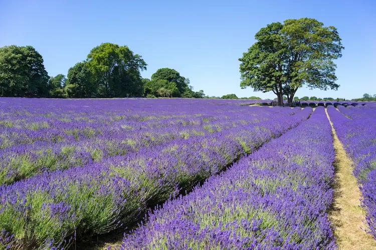 Vibrant blooming purple lavender field with green trees under a clear blue sky.
