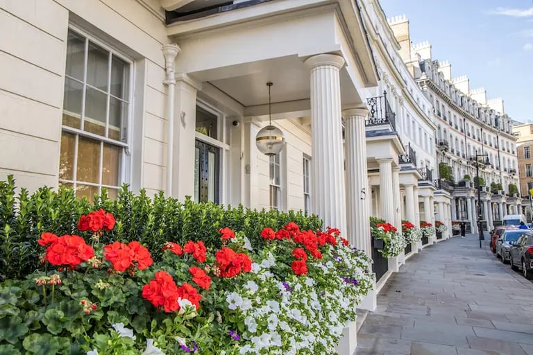 Elegant London street featuring white stucco townhouses with blooming red geraniums and white flowers in window boxes.