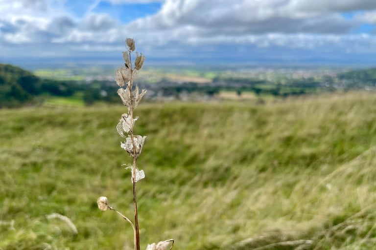 Dried wildflower stem on a grassy hillside overlooking a scenic valley under a cloudy sky.