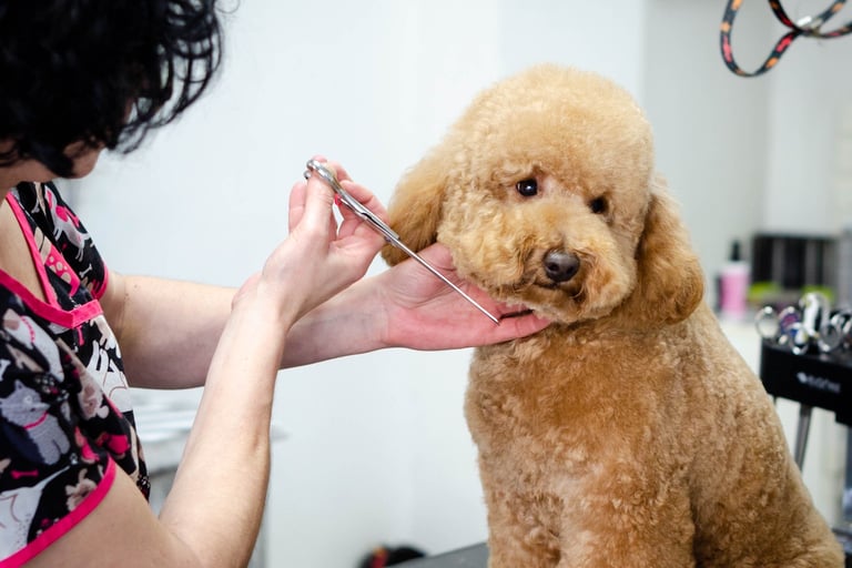 curso de peluquería canina