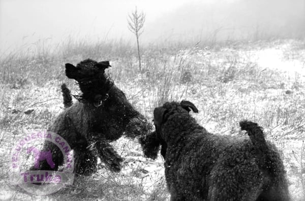 Kerry Blue Terrier - Indiana y Truka jugando