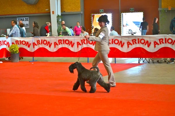 Kerry Blue Terrier - Multi Champion Del Besaya Nefertiti