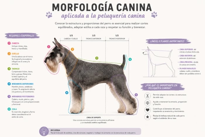Esquema de morfología canina aplicada a la peluquería profesional
