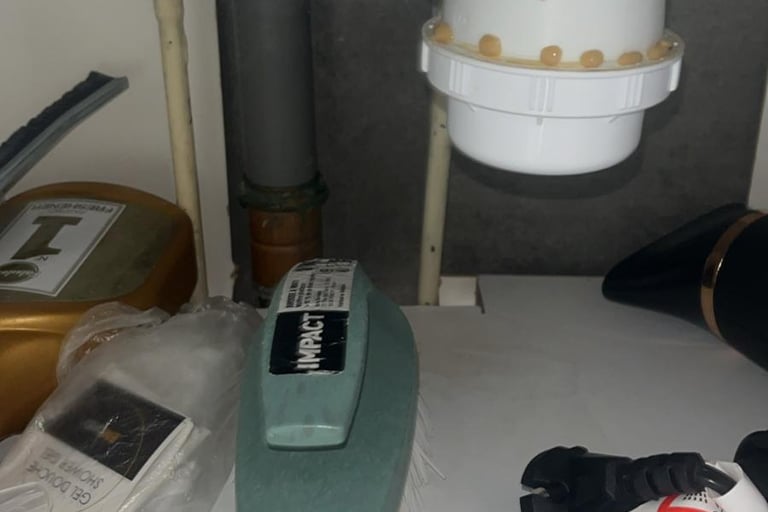 traitement blattes cafard arenthon