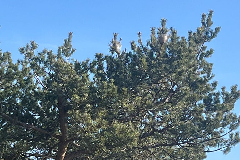 retrait nid de chenilles processionnaires arenthon