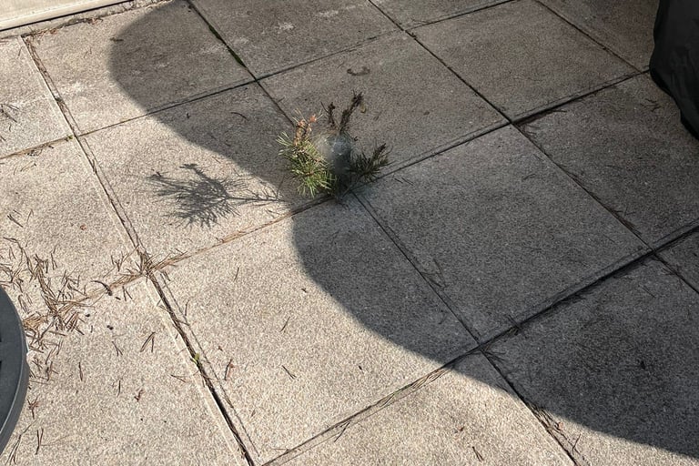 retrait nid de chenilles processionnaires la roche sur foron