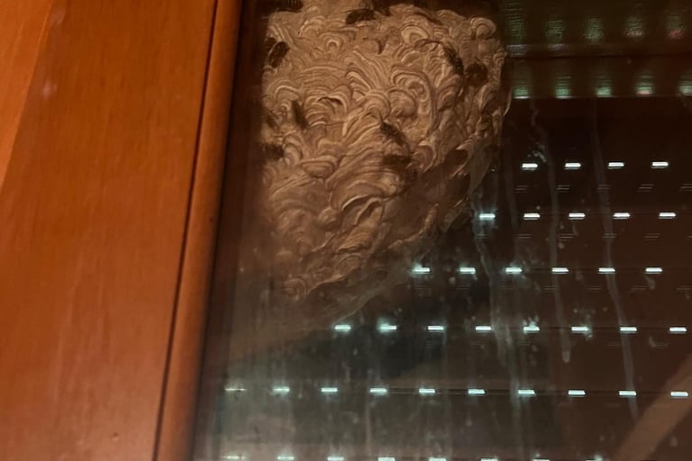 retrait nid de guêpes arenthon