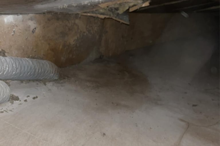 retrait nid de guêpes la roche sur foron