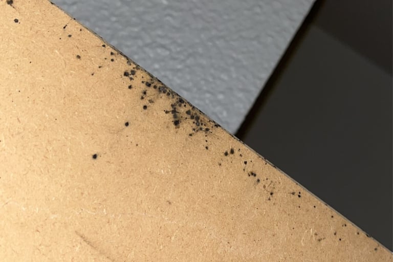 société punaises de lit gaillard