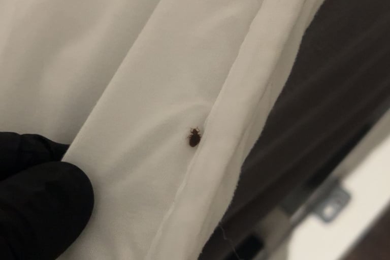 Traitement punaises de lit bonneville