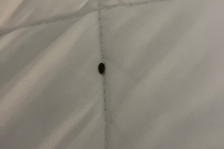 Traitement punaises de lit Cluses