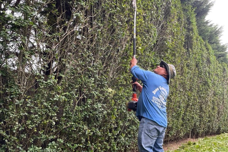 Professional landscaper using a long-reach pole trimmer to shape a tall garden privacy hedge.