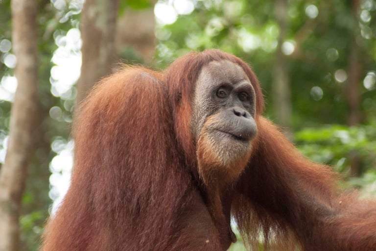 Sumatran Orangutan