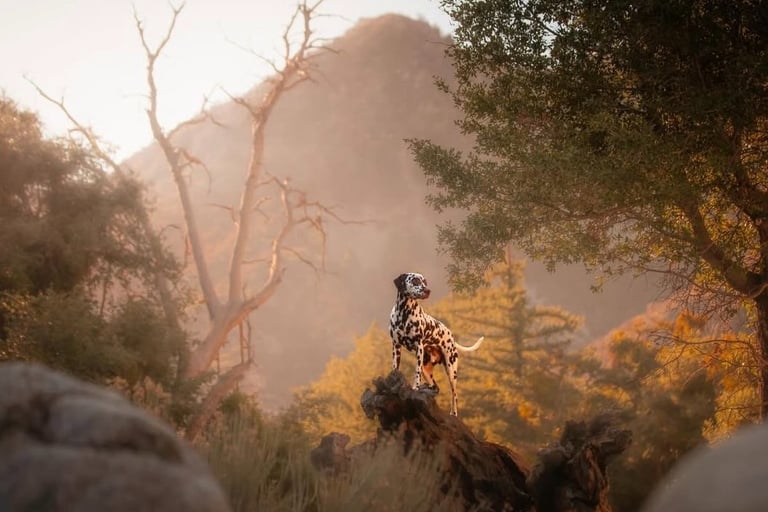 Dog Portrait by Guido Media