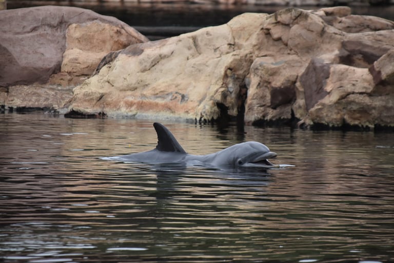dolphins at discovery cove