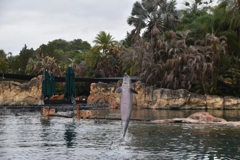 dolphins in discovery cove florida
