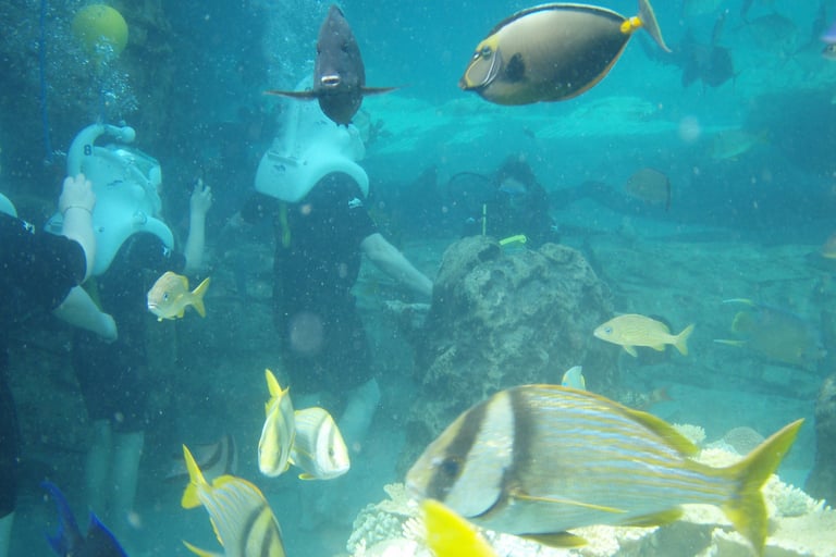 sea venture discovery cove