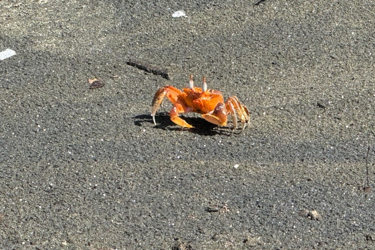 crab costa rica