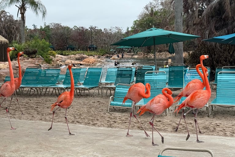 flamingo walk discovery cove