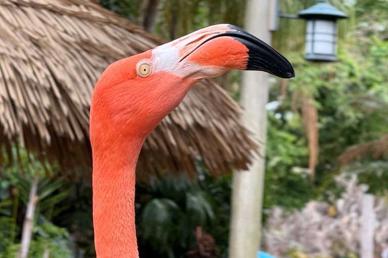 animals discovery cove