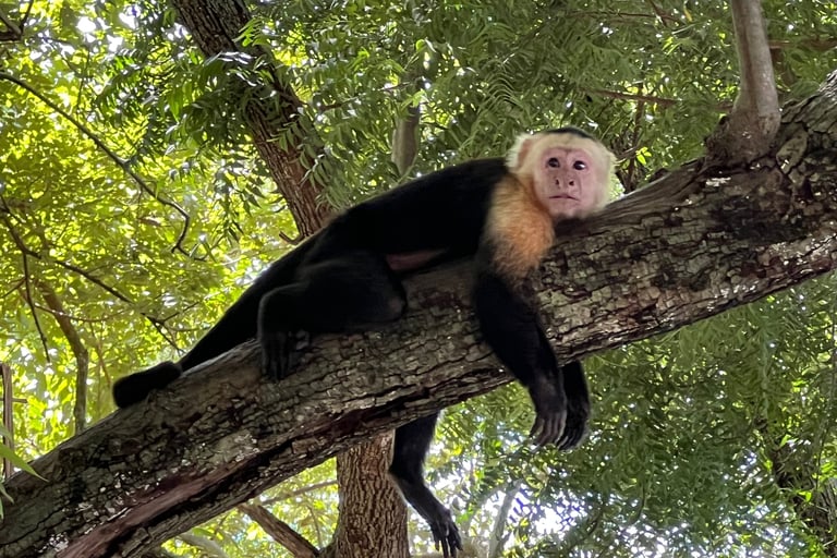 monkey costa rica