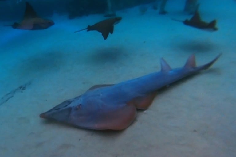 snorkelling discovery cove