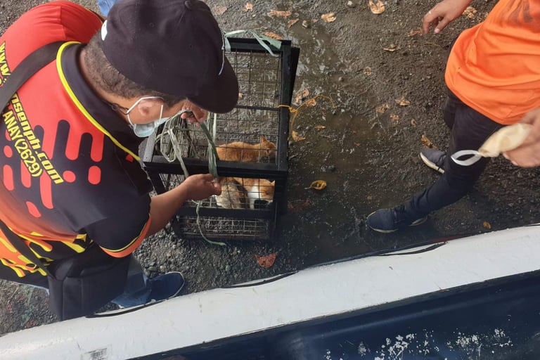 Animal control worker in a face mask securing a metal cage with cats for safe transport.