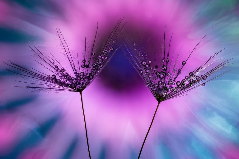 Dandelion and Pink Spider