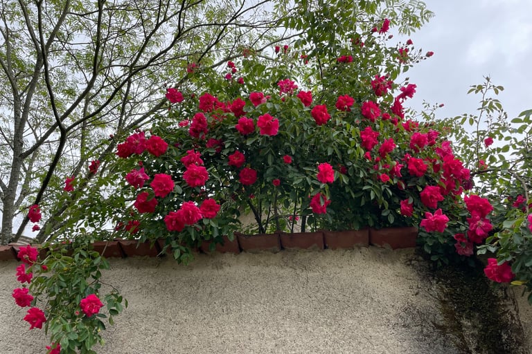 Climbing roses in May