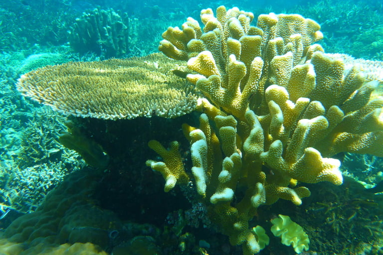 Table Coral Reef No. 5