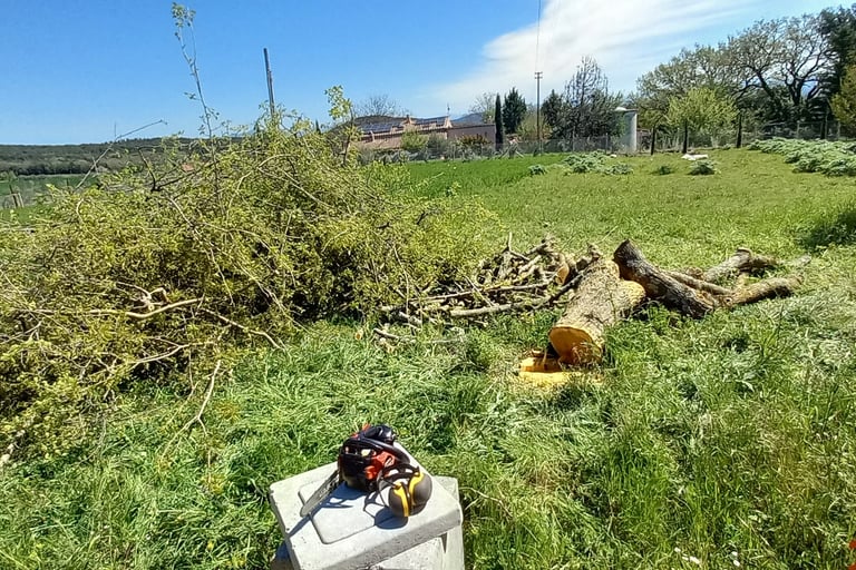 abbattimento spacco legna
