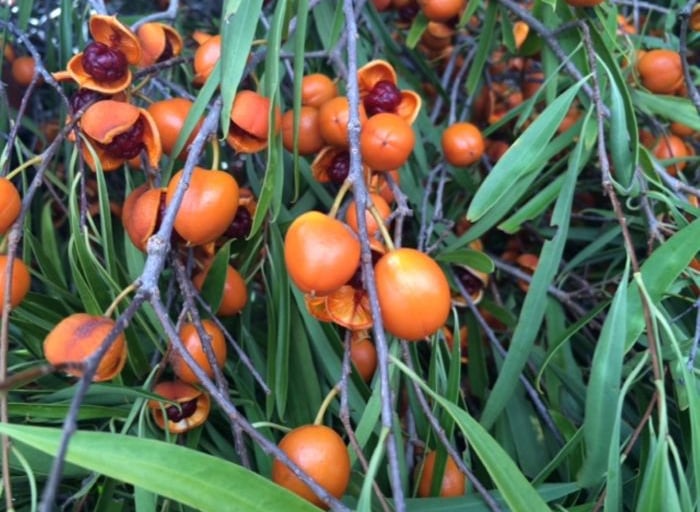 Orange Pittosporum Angustifolium berries opening to reveal dark red seeds among green leaves.