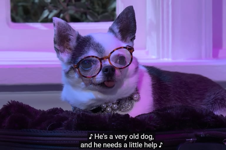 Still from Saturday Night Live sketch showing a very old dog who needs a little help