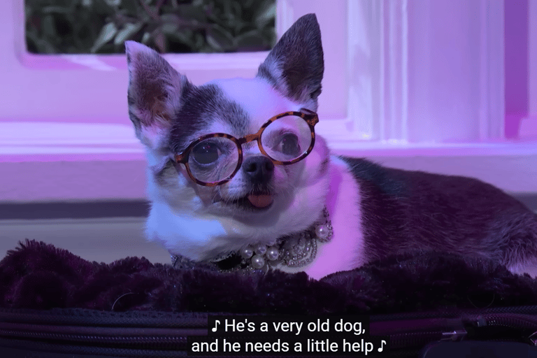 Still from Saturday Night Live sketch showing a very old dog who needs a little help