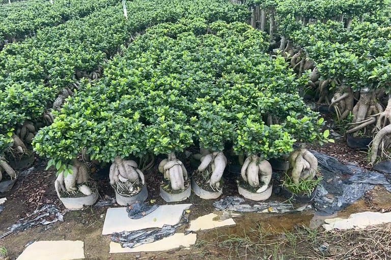 Ficus microcarpa bonsai growing at our Fujian wholesale nursery