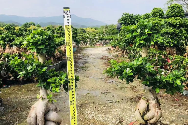 Wholesale ficus bonsai trees ready for export - China supplier