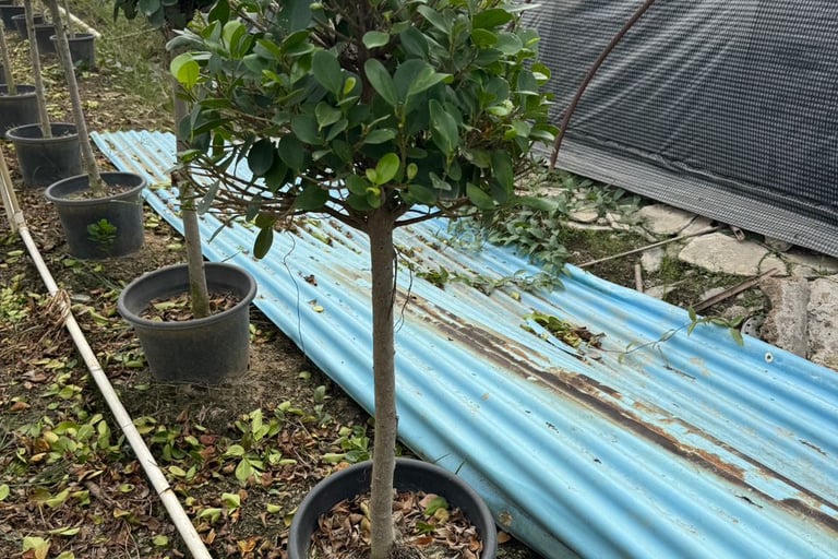 China ficus bonsai nursery Shaxi Town Zhangzhou Fujian