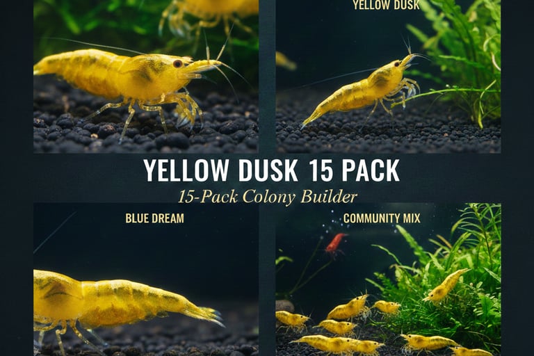Yellow Dusk 15-pack colony starter showing neon breeder group.