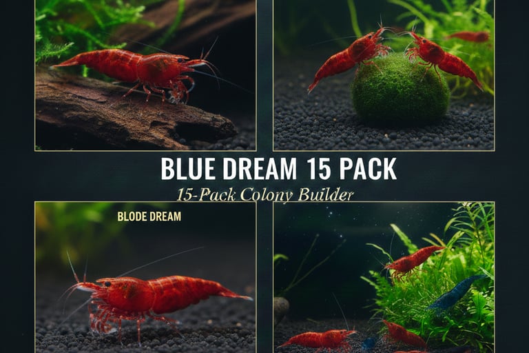 Bloody Mary 15-pack colony starter showing consistent deep red genetics.