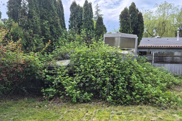 blackberry bushes with the top of a boat sticking out the top.Also a truck hidden in them but only the hood is visible
