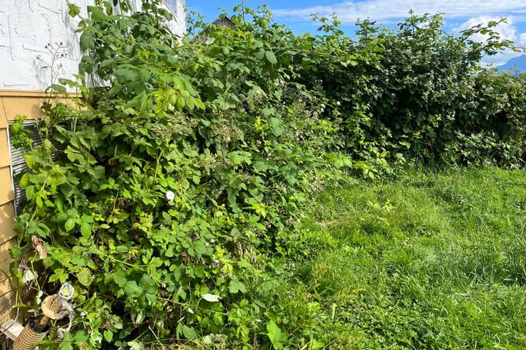 blackberries growing into and against a house